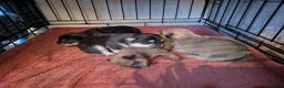 Mixed Breed dogs for sale: Shih Chi X chihuahua Frenchie - Advert 10