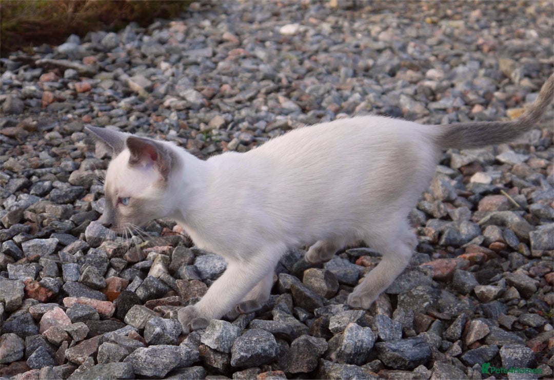 Siamese cats for sale: ADORABLE SIAMESE KITTENS - Advert 9