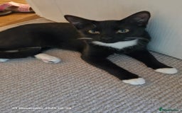 Mixed Breed cats for sale: Kara - Tuxedo female kitten - Advert 1