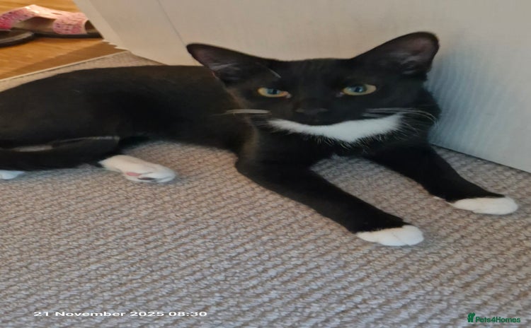 Mixed Breed cats Kara - Tuxedo female kitten - Advert 1