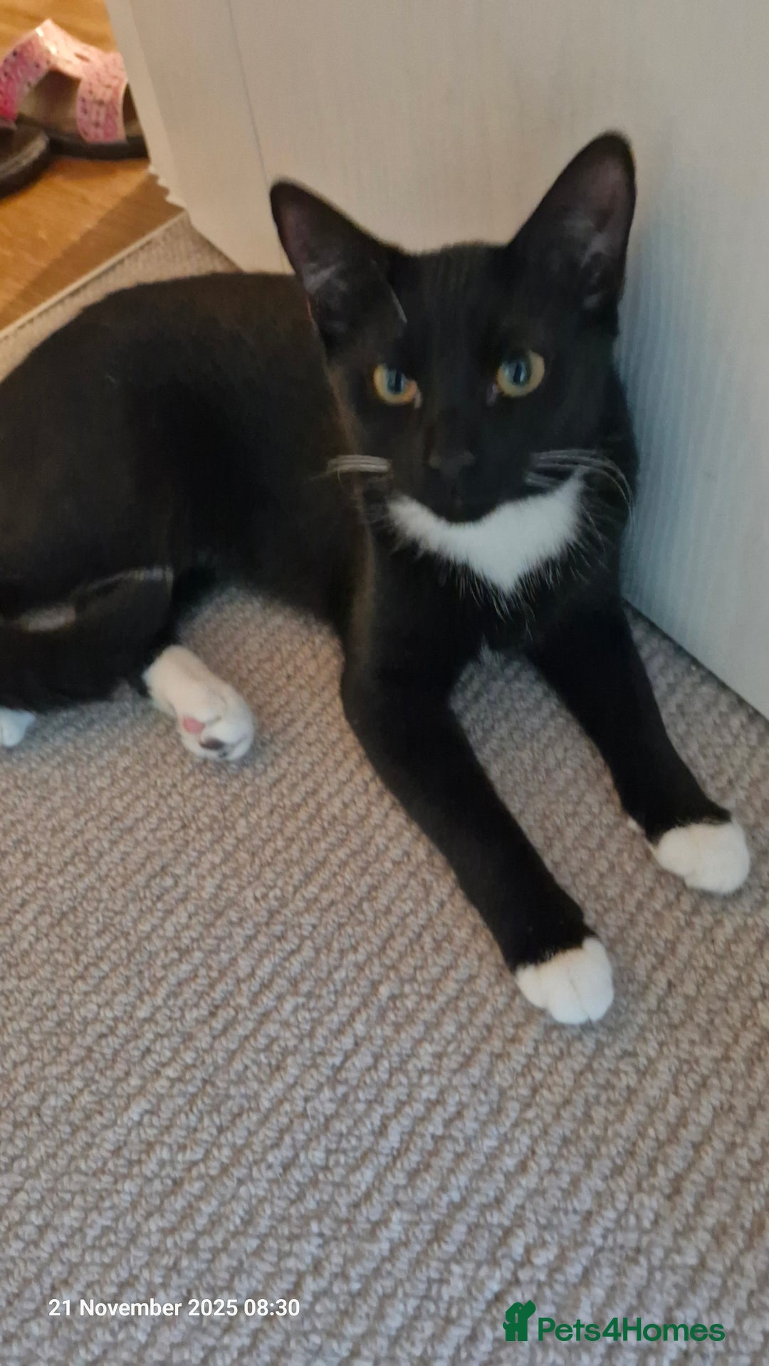 Mixed Breed cats for sale: Kara - Tuxedo female kitten - Advert 1