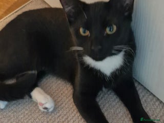 Mixed Breed cats Kara - Tuxedo female kitten - Advert 6