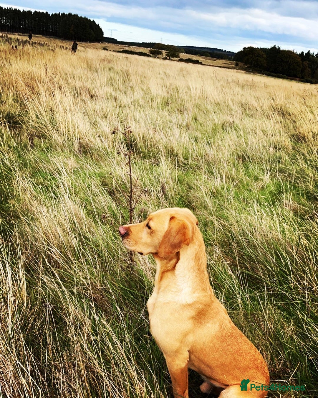 Labrador Retriever dogs for stud: WORKING LABRADOR STUD DOG - Advert 2