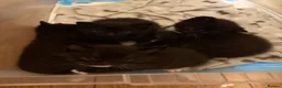 Mixed Breed cats for sale: Kittens - Advert 2