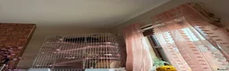 Chinchilla rodents for sale: Male chinchilla in Leek - Advert 2