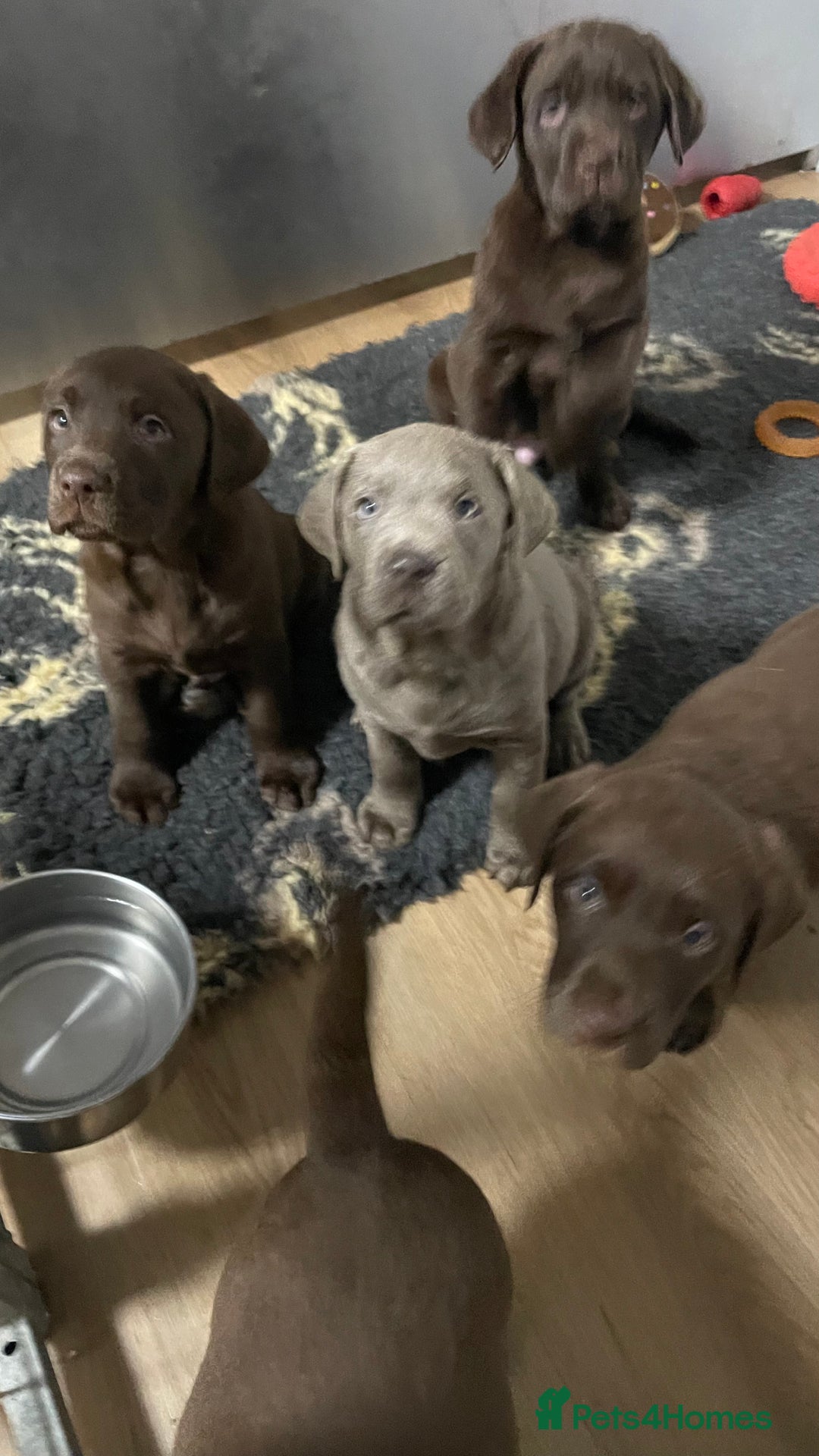 Labrador Retriever dogs for sale: Kennel club registered Labrador puppies  - Advert 4