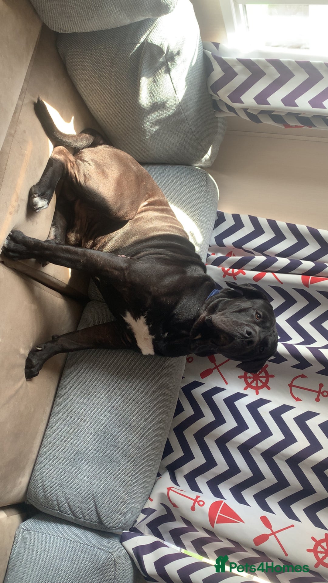 Presa Canario dogs for stud: Presa canario for stud  - Image 3