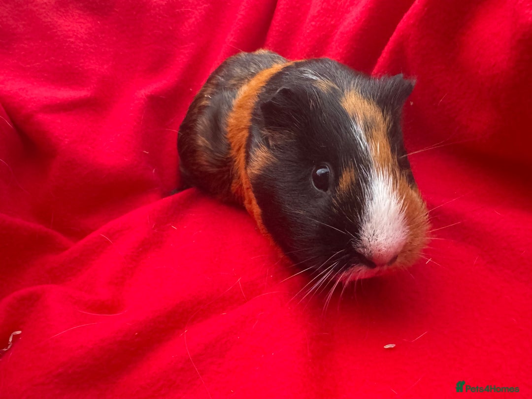 Guinea Pig rodents for sale: Mixed aged females  - Image 9