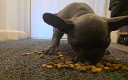 French Bulldog dogs for sale: Frenches  - Image 5
