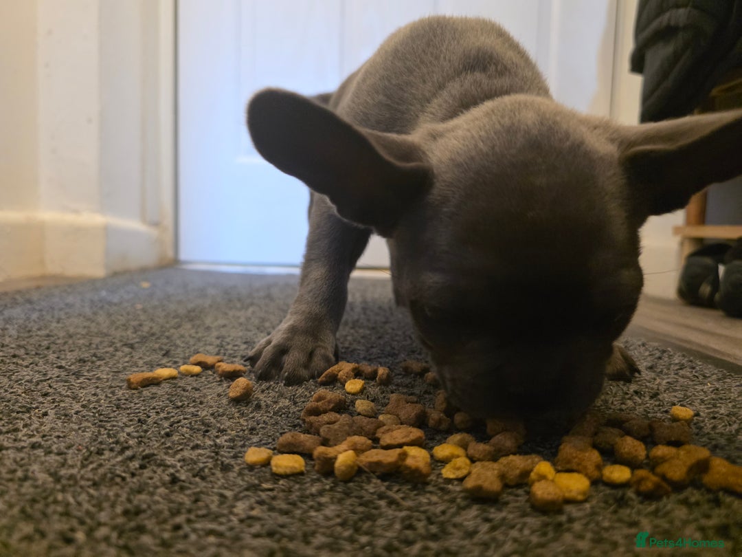 French Bulldog dogs for sale: Frenches  - Image 5