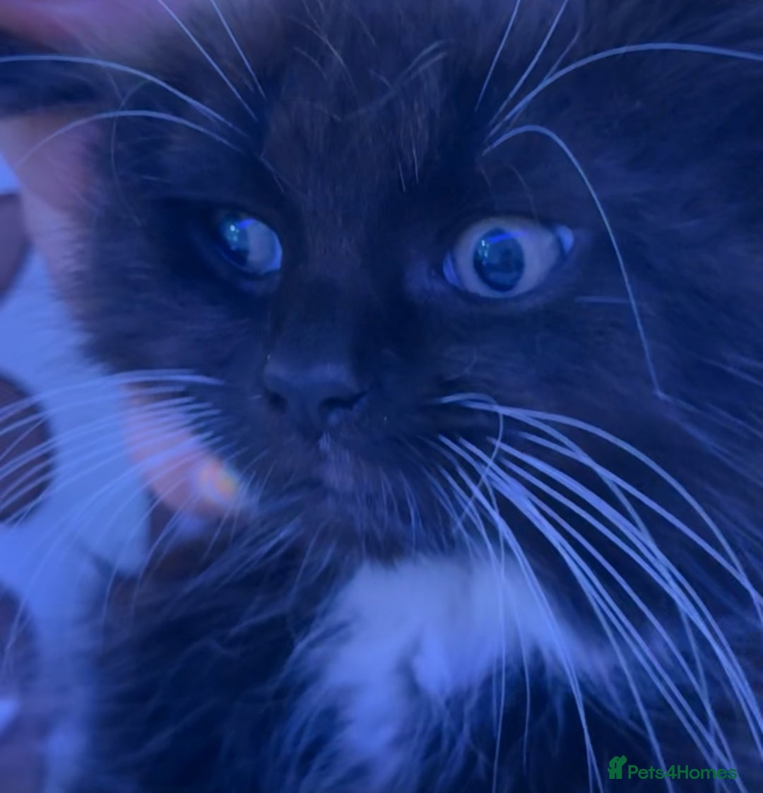 European cats for sale: 3 kittens for sale  - Image 5