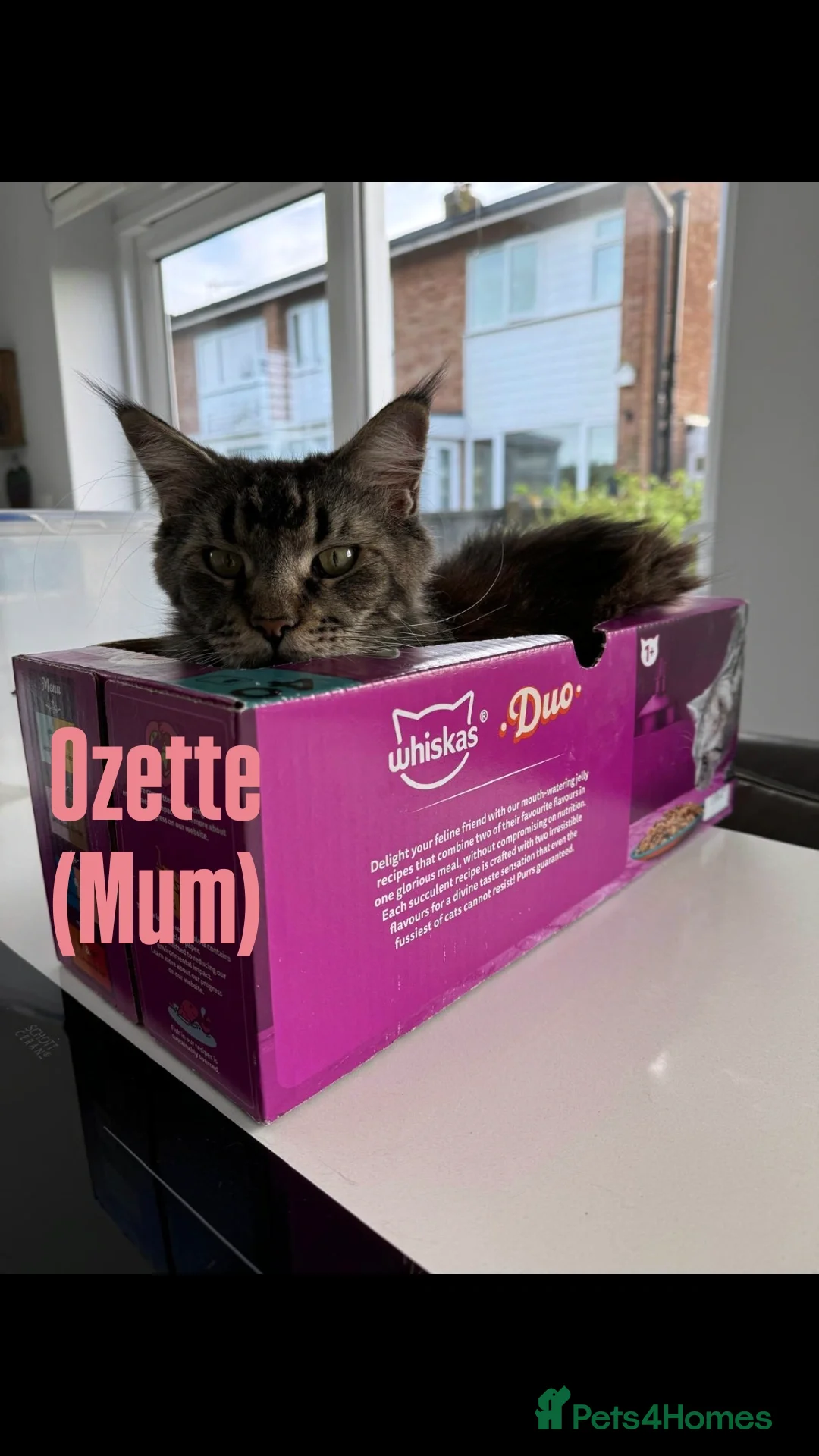 Maine Coon cats for sale: Rare Pure Breed Mainecoon Kitten - Advert 4