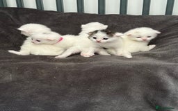 Mixed Breed cats for sale: Mixed snowshoe kitten - Image 7