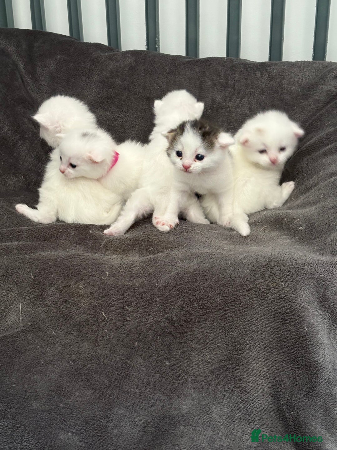 Mixed Breed cats for sale: Mixed snowshoe kitten - Image 7