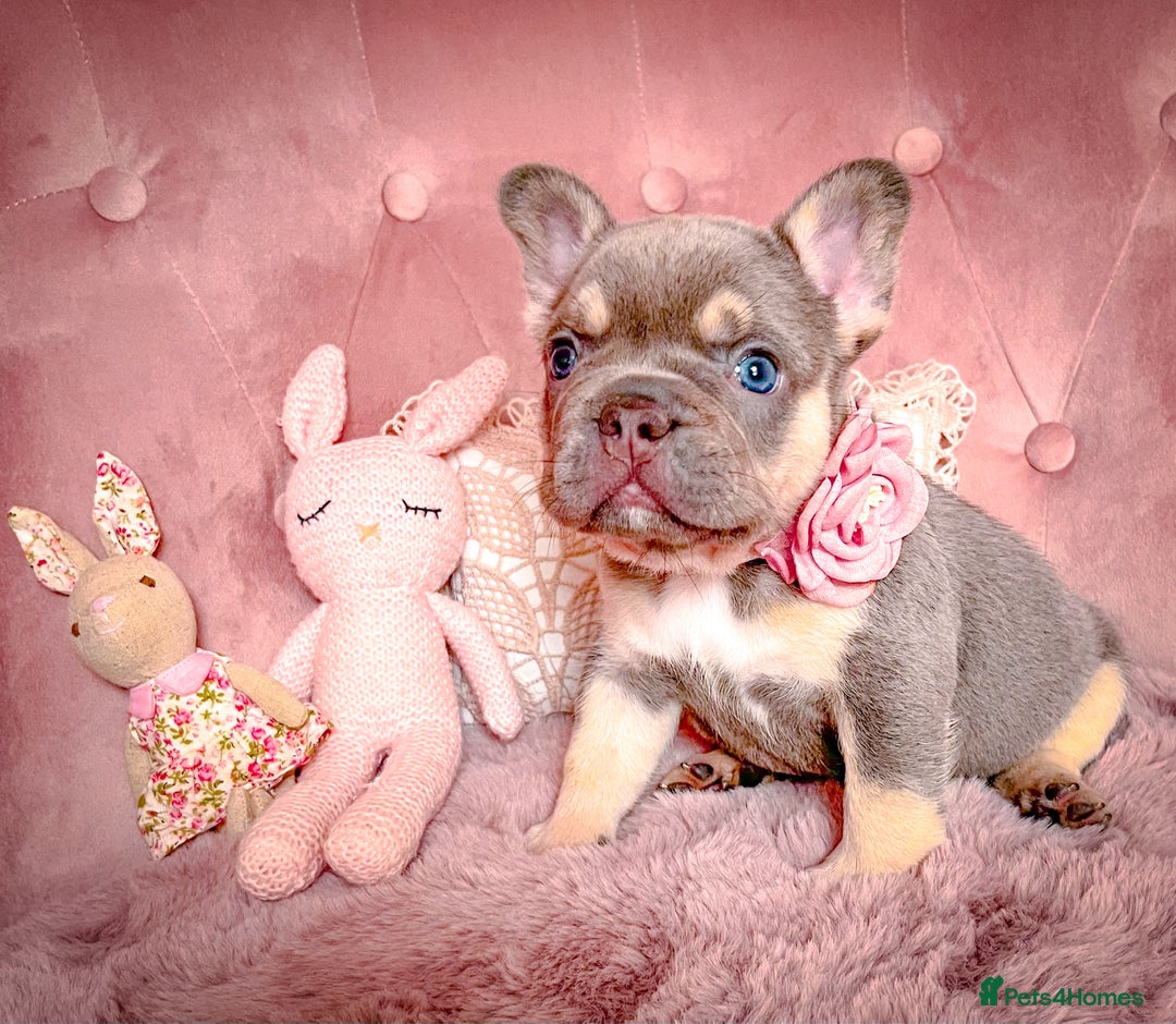 French Bulldog dogs for sale: 🌸BEAUTIFUL PUPPIES LILAC&TAN,FLUFFY,TESTABLE🌸 - Image 13