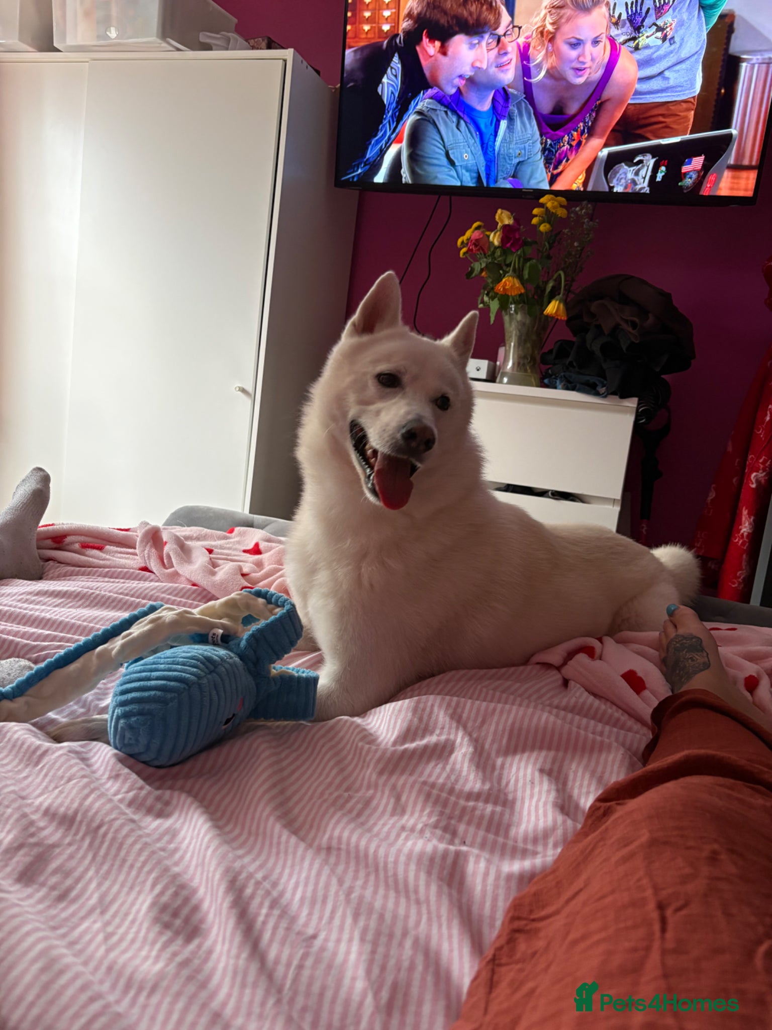 Siberian Husky dogs 2 year old husky  - Advert 3