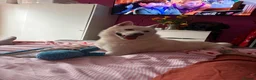Siberian Husky dogs for sale: 2 year old husky  - Advert 1