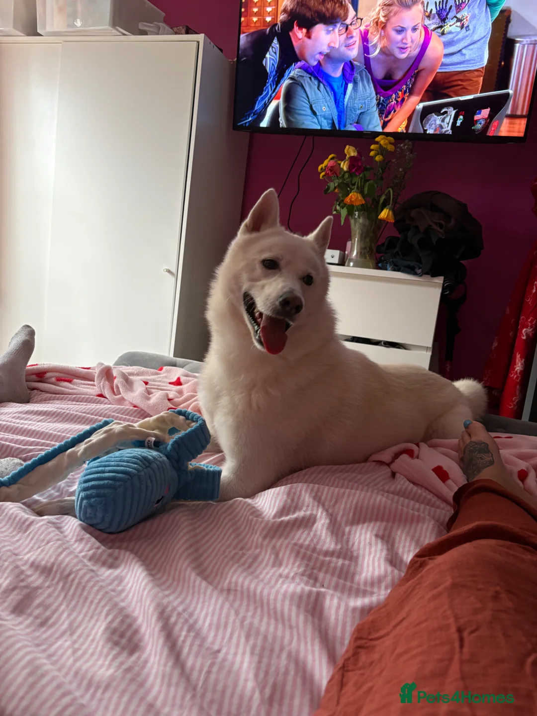 Siberian Husky dogs for sale: 2 year old husky  - Advert 1