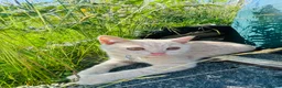 British Shorthair cats for sale: Cream pure  British Shorthair kittens - Advert 6