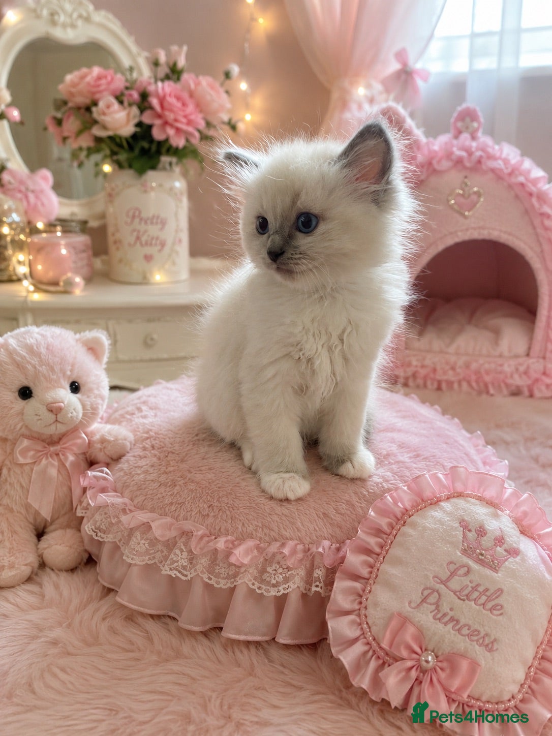Ragdoll cats Ragdoll Kittens GCCF lilac and Blue beautiful  - Advert 17
