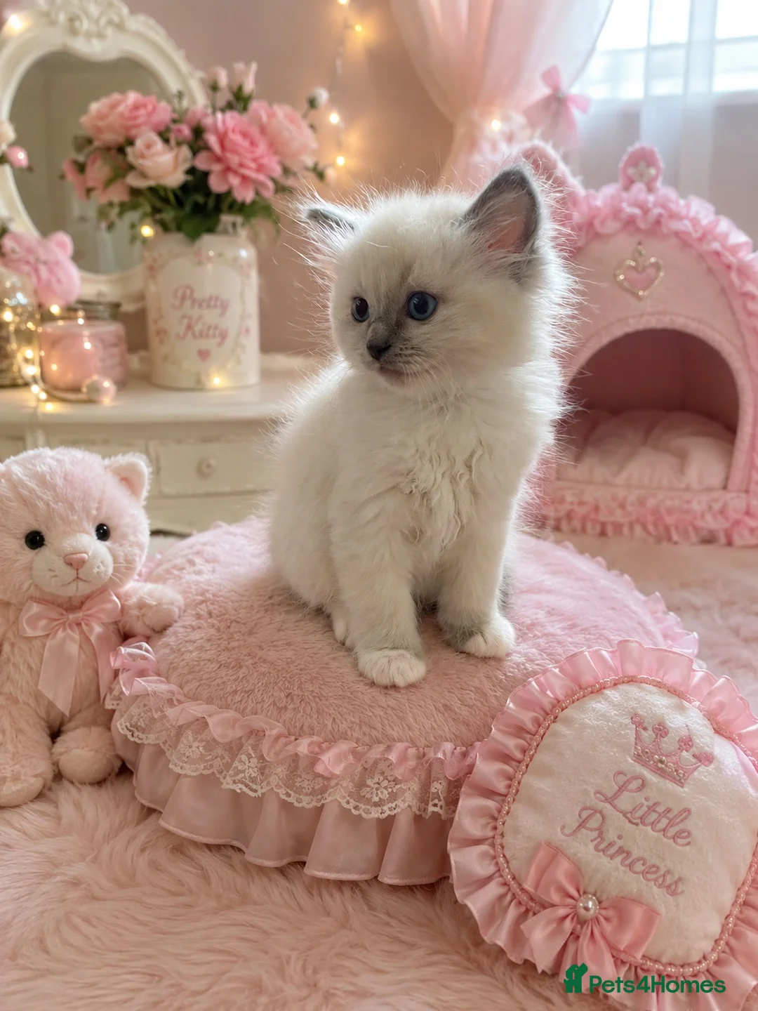 Ragdoll cats for sale: Ragdoll Kittens GCCF lilac and Blue beautiful  - Advert 1