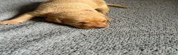 Labrador Retriever dogs for sale: Beautiful fox red Labrador litter  - Advert 23
