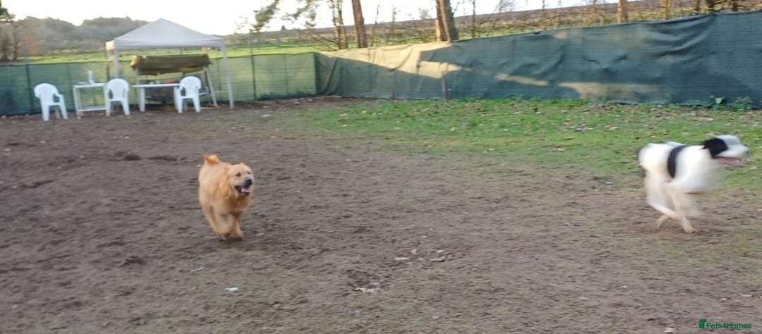 Mixed Breed dogs for adoption: 🐾 Meet MARLEY 🐾 - a Lovely Boy for a Loving Home - Advert 15