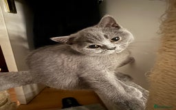 British Shorthair cats for sale: Beautiful British Shorthair 12 weeks - Image 1