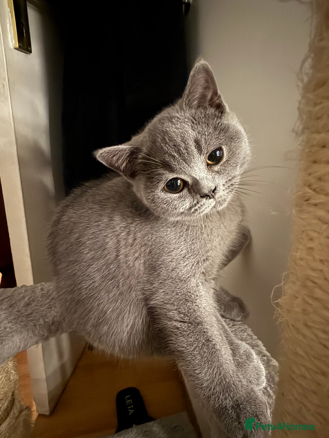British Shorthair cats for sale: Beautiful British Shorthair 12 weeks - Image 1