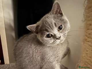 British Shorthair cats - Advert 32