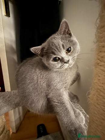 British Shorthair cats - Advert 14