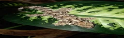 Mixed Breed reptiles for sale: Various geckos and anoles - Advert 5