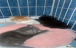 Mixed Breed cats for sale: Ginger and white girl kitten - Image 2