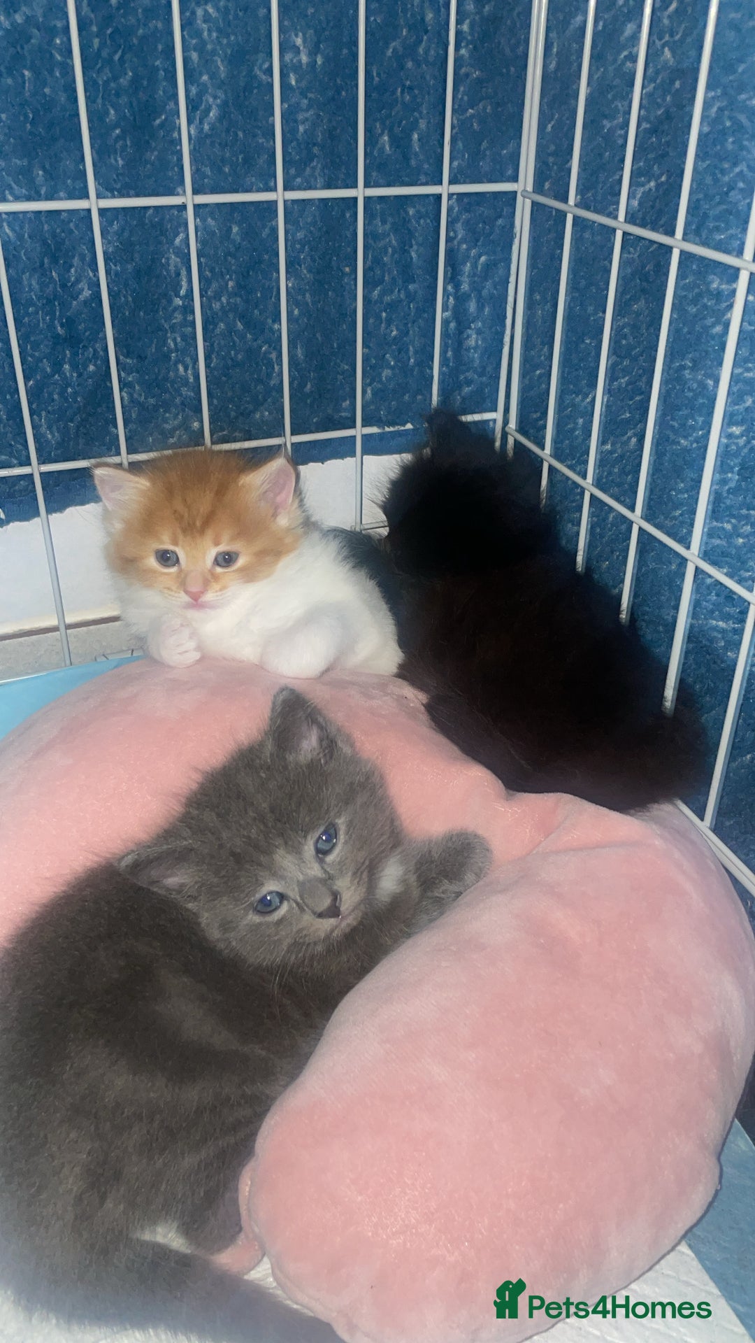 Mixed Breed cats for sale: Ginger and white girl kitten - Image 2