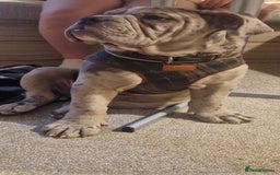 Old Tyme Bulldog dogs for sale: Male Lilac merle old tyme bulldog - Image 12
