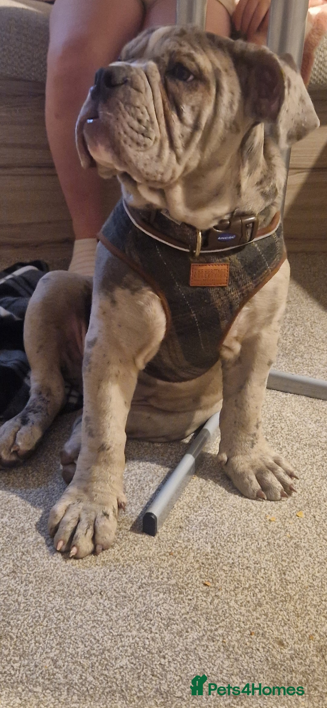 Old Tyme Bulldog dogs for sale: Male Lilac merle old tyme bulldog - Image 12