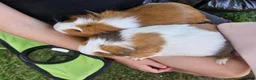 Guinea Pig rodents for sale: Two female guinea pigs in Inverness - Advert 3