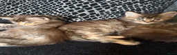 Maine Coon cats for sale: Main coon kittens  in Cumnock - Advert 9