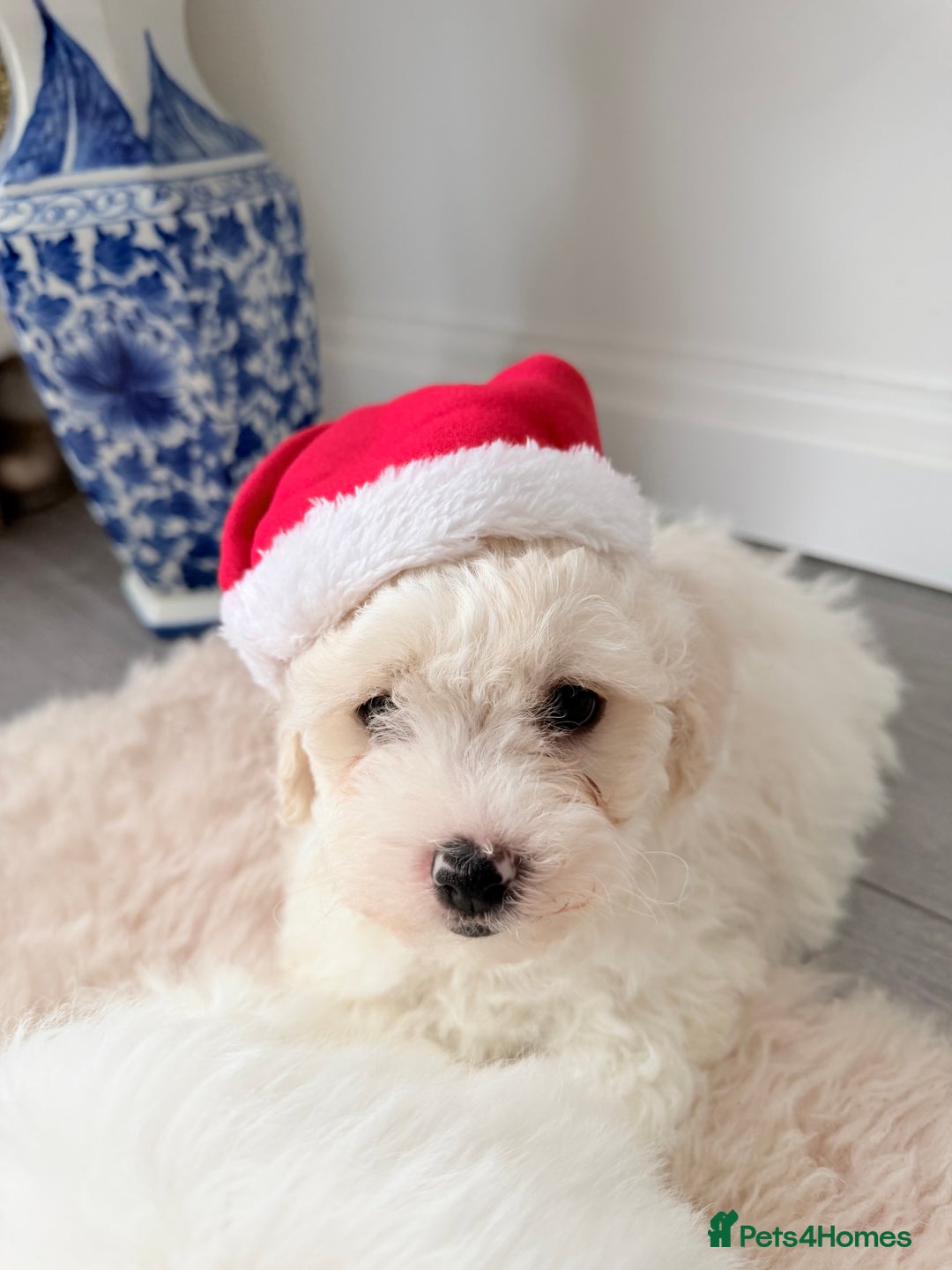 Bichon Frise dogs for sale: 🐶 Bichon Puppies – looking for loving Homes  - Image 6