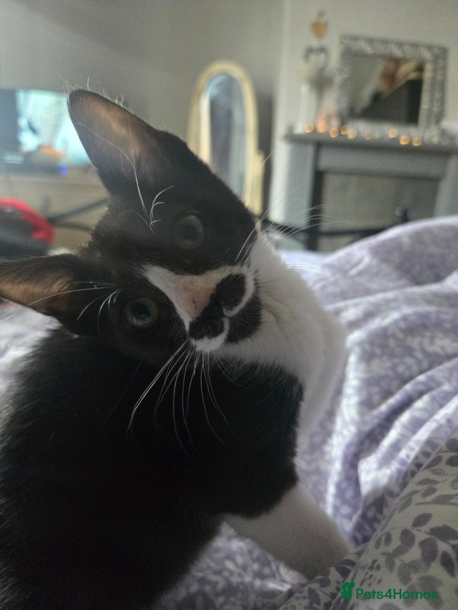 Mixed Breed cats REDUCED black and white boy and girl  - Advert 6