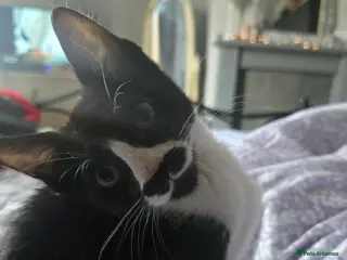 Mixed Breed cats REDUCED black and white boy and girl - Advert 6