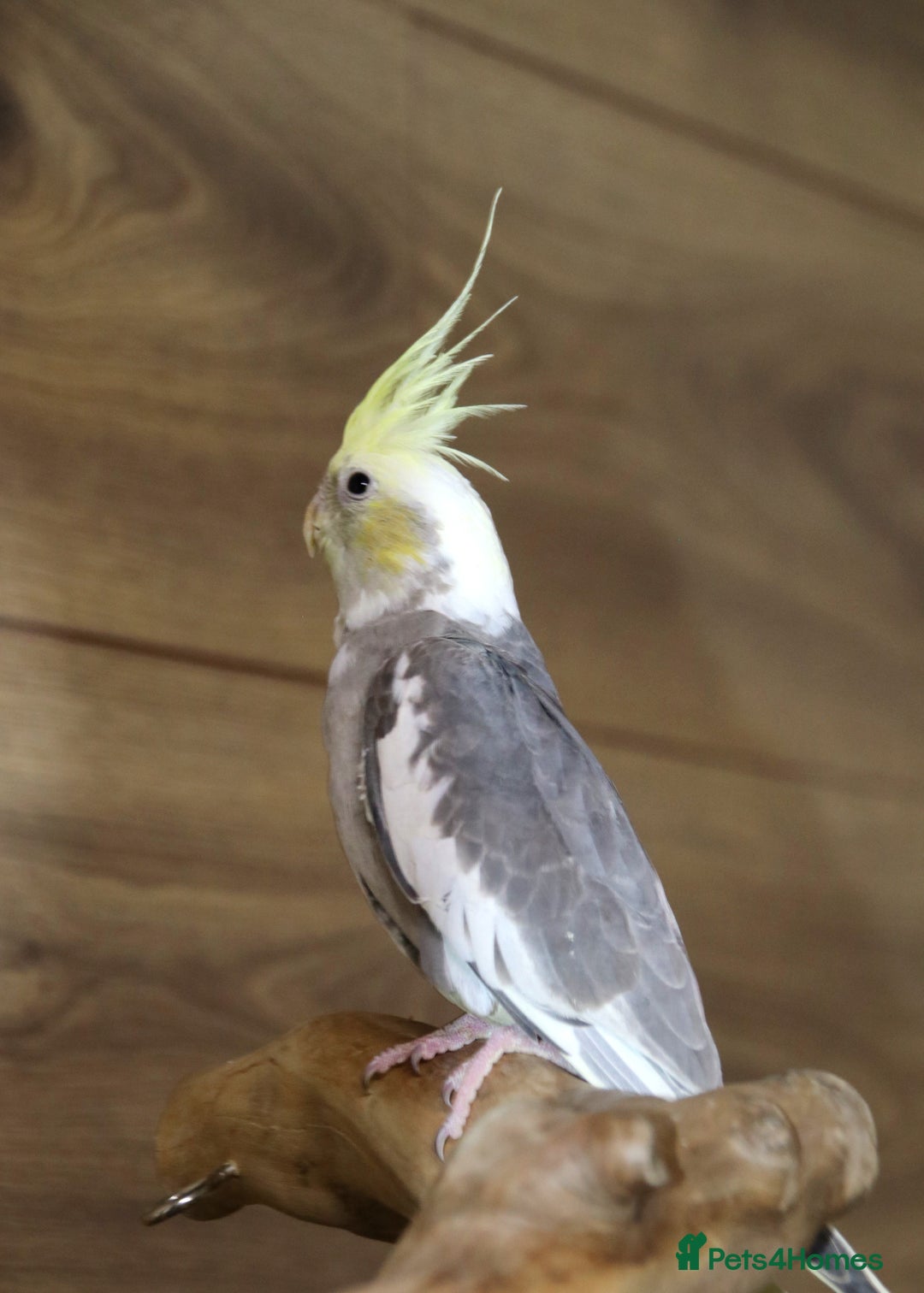 Parrots birds for sale: Talking Parrot and bird Available - Advert 14