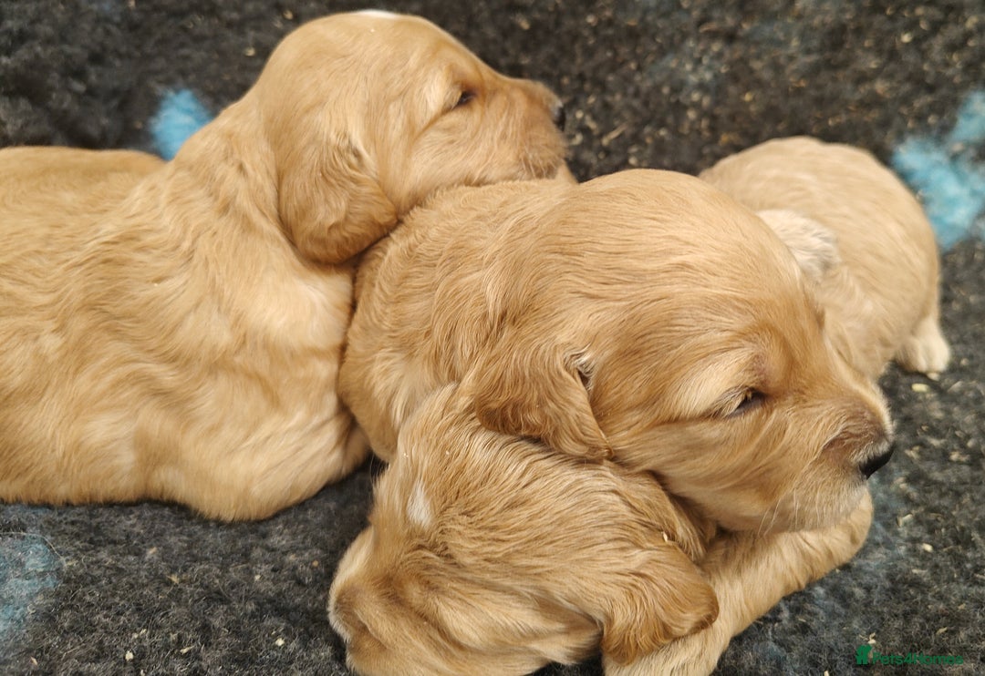 Goldendoodle dogs for sale: Miniature Goldendooles - Image 7