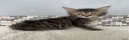 Mixed Breed cats for sale: 8 beautiful kittens - Advert 5