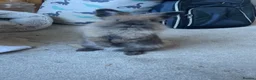 Mixed Breed rabbits for sale: Nebula and Aurora in Saltburn-by-the-Sea - Advert 5