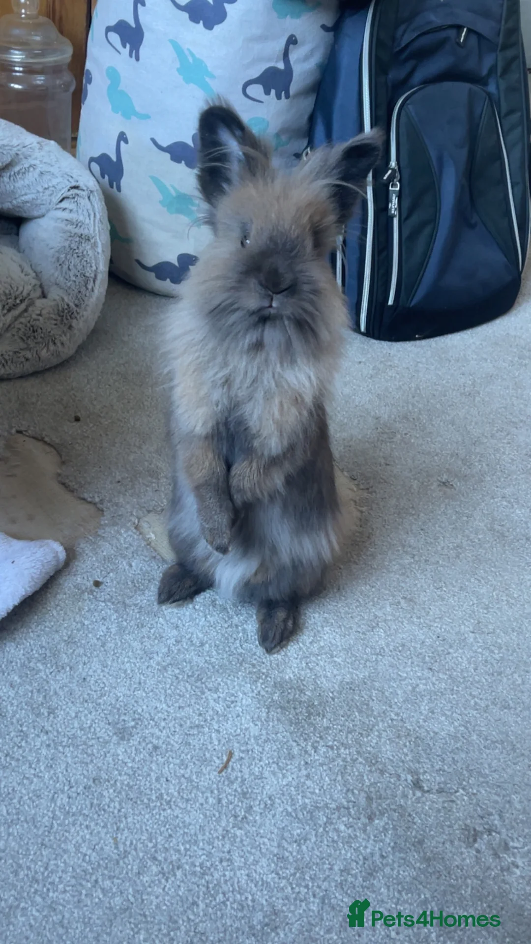 Mixed Breed rabbits for sale: Nebula and Aurora in Saltburn-by-the-Sea - Advert 5