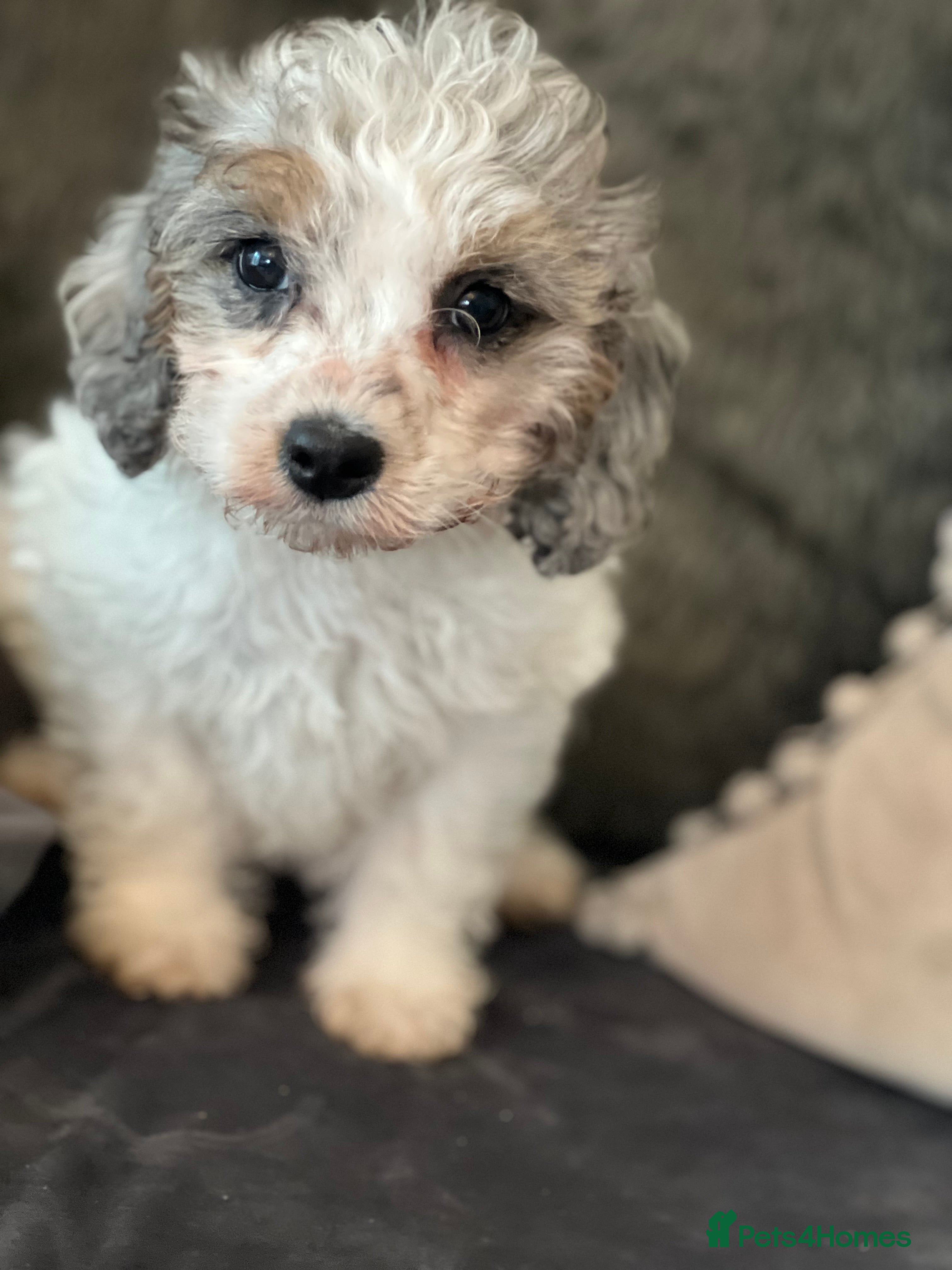 Cavapoo dogs Rare Merle female puppy - Advert 4
