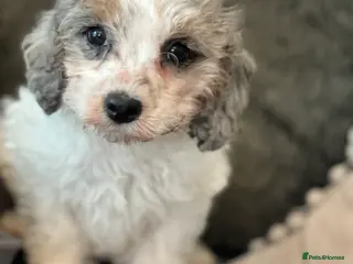 Cavapoo dogs Rare Merle female puppy - Advert 8