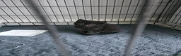 Mixed Breed cats for sale: Kittens black  in Cambridge - Advert 5
