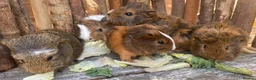 Guinea Pig rodents for sale: Abyssinian/ long-haired babies - Advert 4